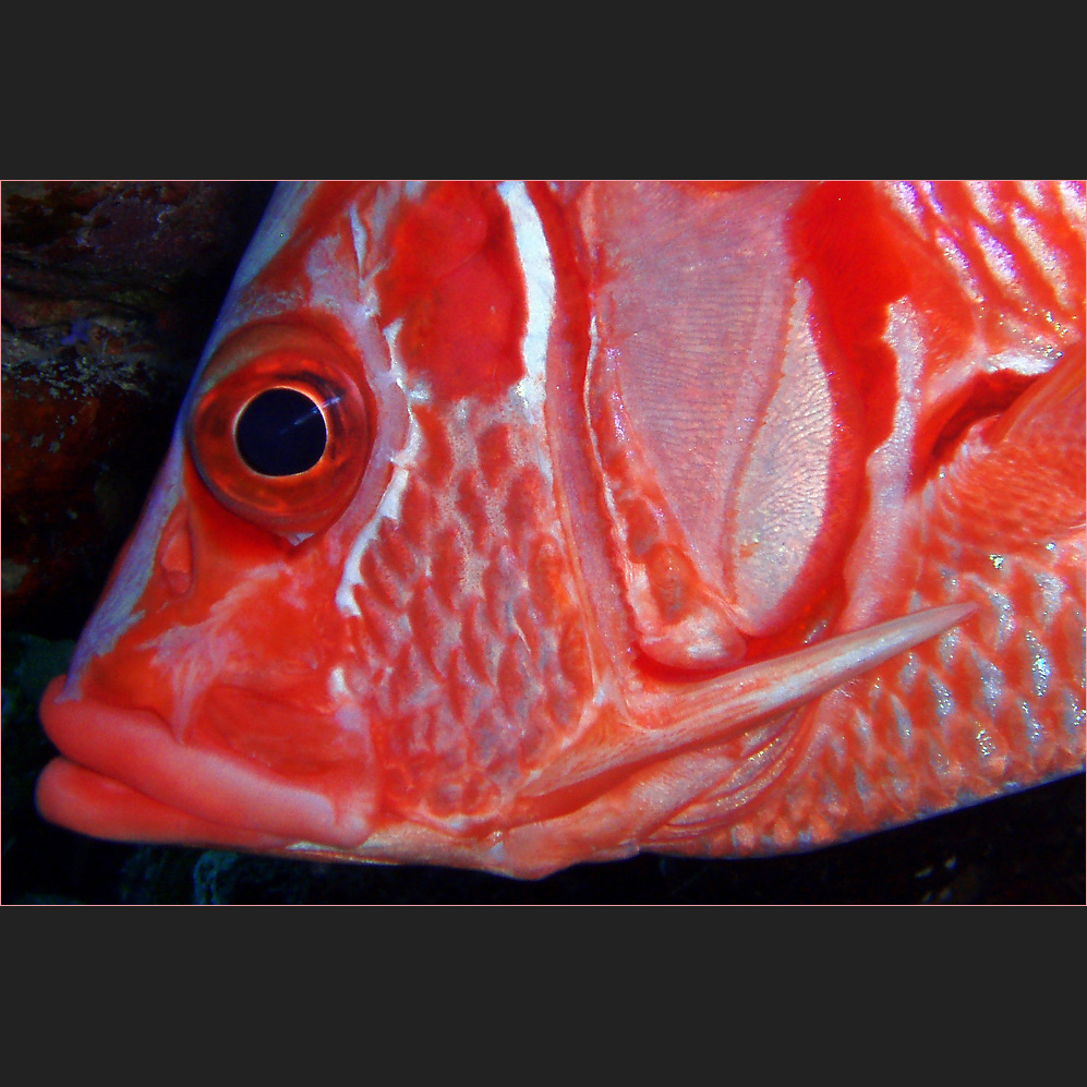 SARGOCENTRON SPINIFERUM Foto & Bild tiere, wildlife, fische