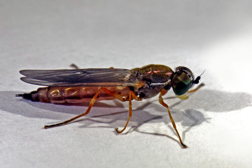 Sargus bipunctatus