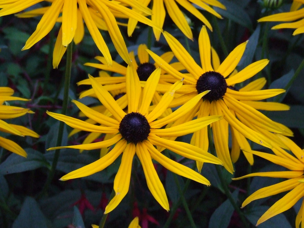 Sari Cicekler / Gelbe Blumen