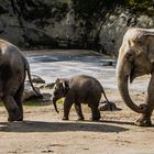 Sarinya mit Mama Bindi (vorne) und einer Tante