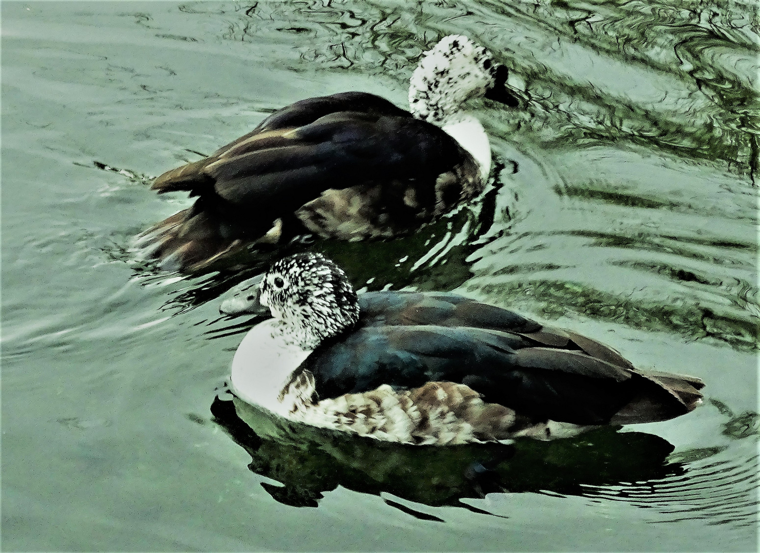 Sarkidiornis melanotos Imagen & Foto nature, photography, spain Fotos