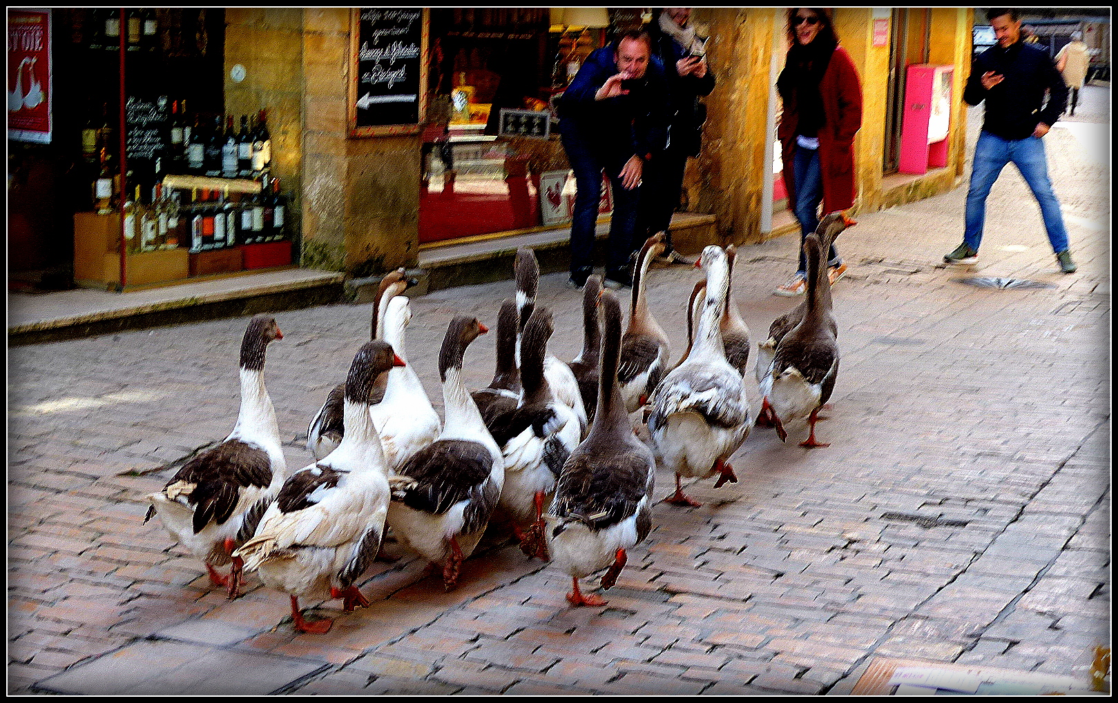 SARLAT - Fête de l'Oie 