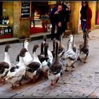 SARLAT - Fête de l'Oie 