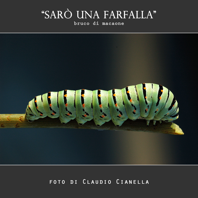 SARO' UNA FARFALLA