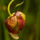 Sarracenia