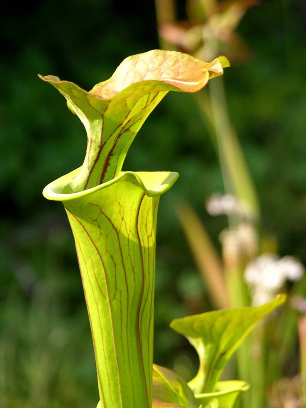 Sarracenia