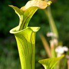 Sarracenia