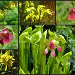 Sarracenia