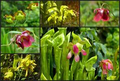 Sarracenia