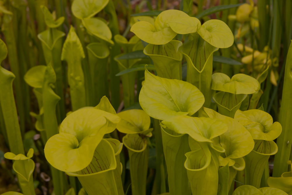 Sarracenia