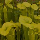 Sarracenia