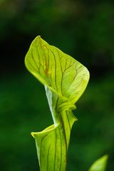 Sarracenia