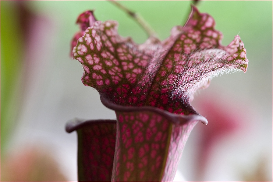 Sarracenia