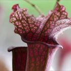 Sarracenia