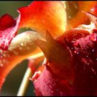 Sarracenia - Blüte