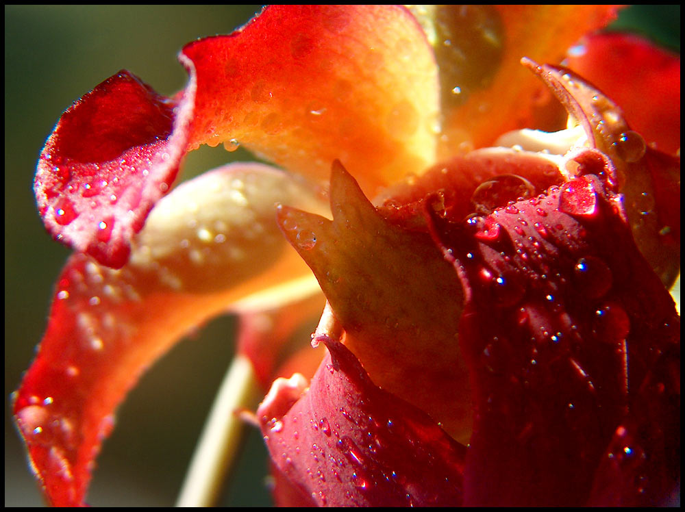 Sarracenia - Blüte