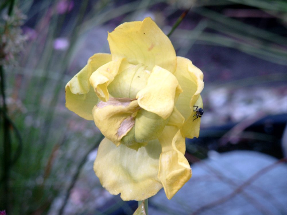 Sarracenia-Blüte mit Käfer