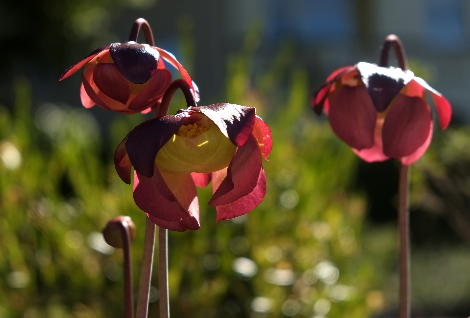 Sarracenia-Blüten