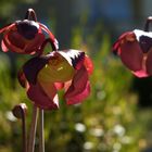 Sarracenia-Blüten