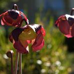 Sarracenia-Blüten