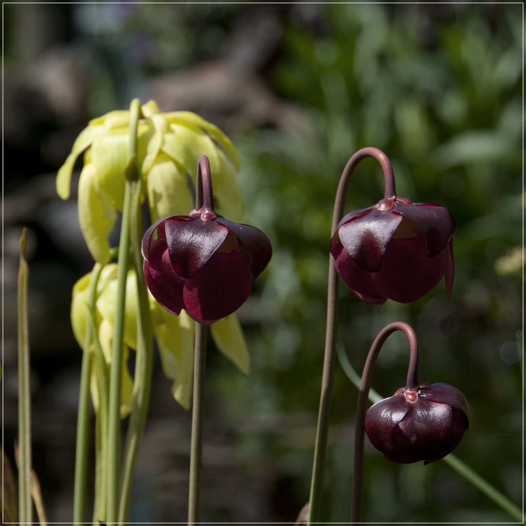 Sarracenia ..........