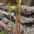 Sarracenia flava