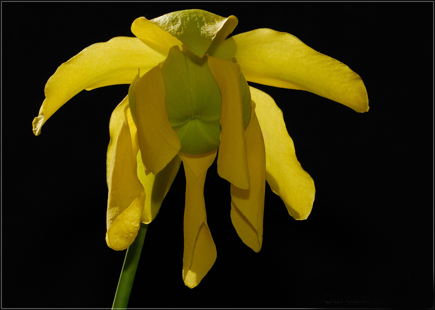 Sarracenia flava - Blüte