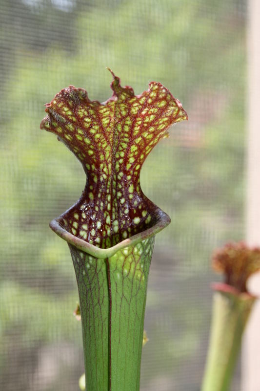 Sarracenia leucophylla