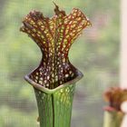 Sarracenia leucophylla