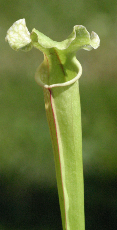 Sarracenia leucophylla