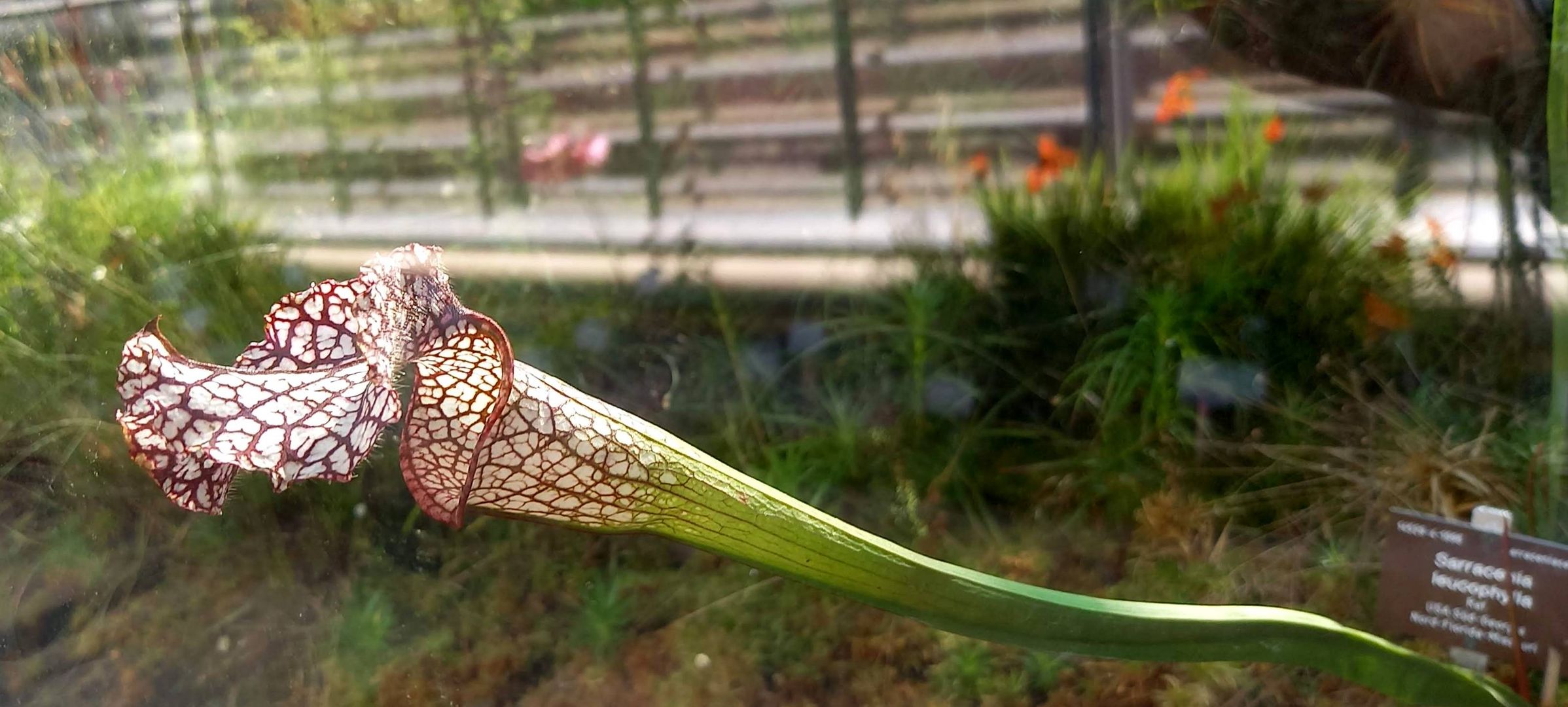 Sarracenia leucophylla