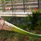 Sarracenia leucophylla