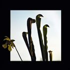 Sarracenia minor