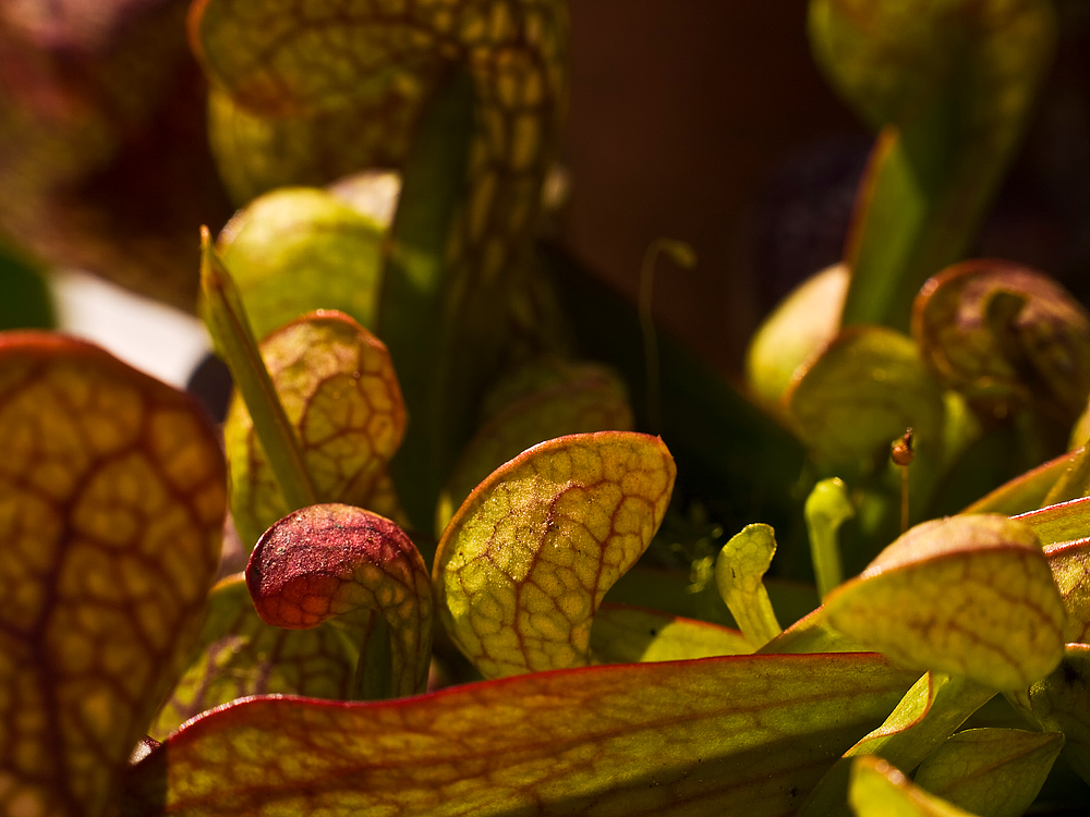 Sarracenia psittacina