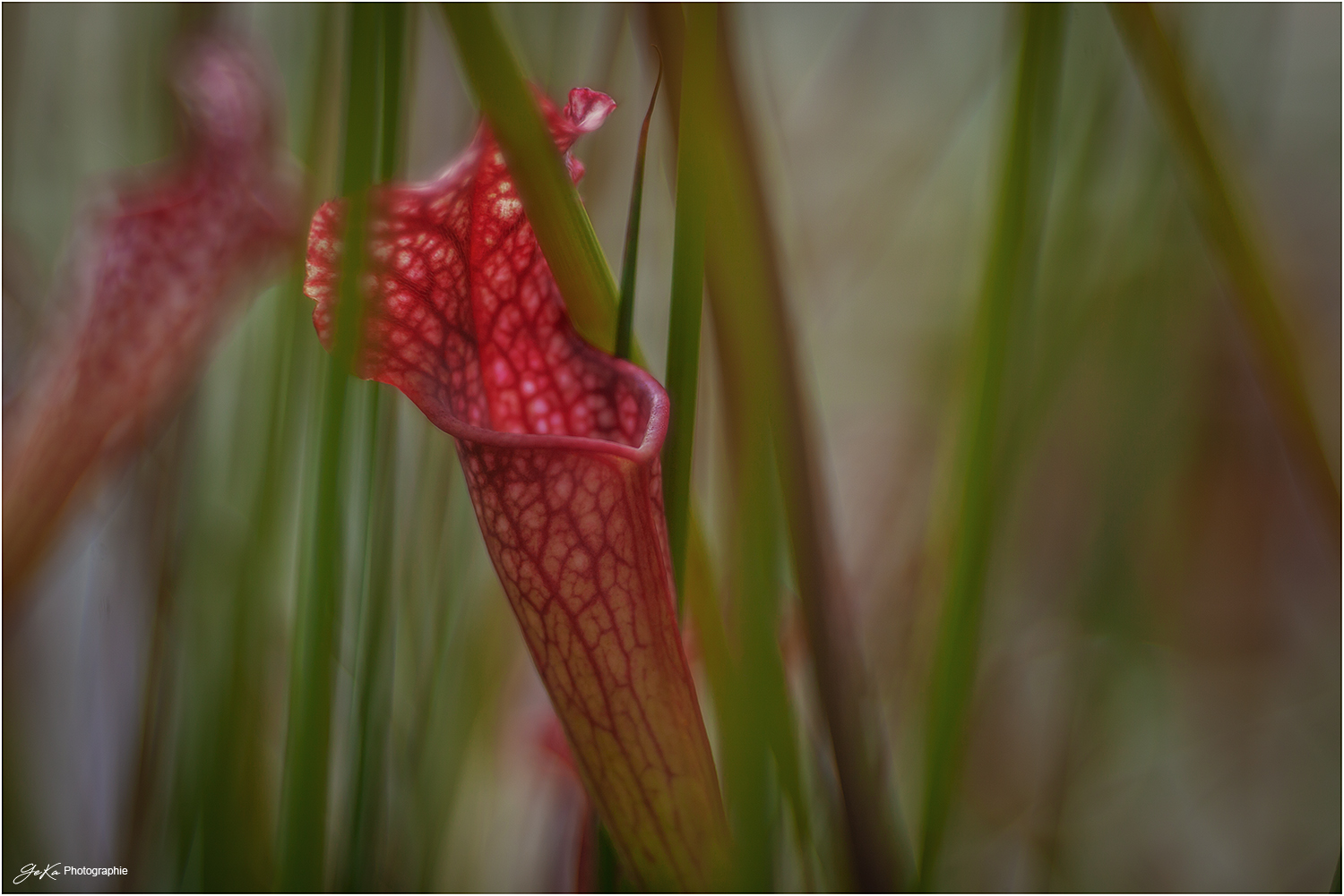 Sarracenia Purpurea