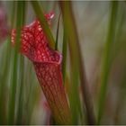 Sarracenia Purpurea