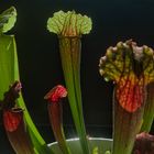 Sarracenia purpurea