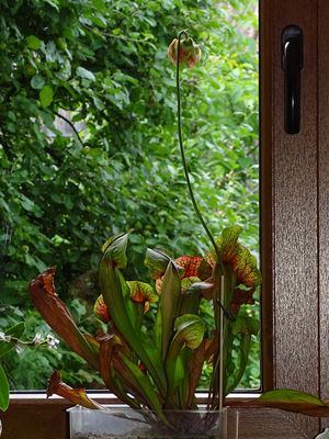 Sarracenia purpurea Blüte Fleischfressende Pflanze