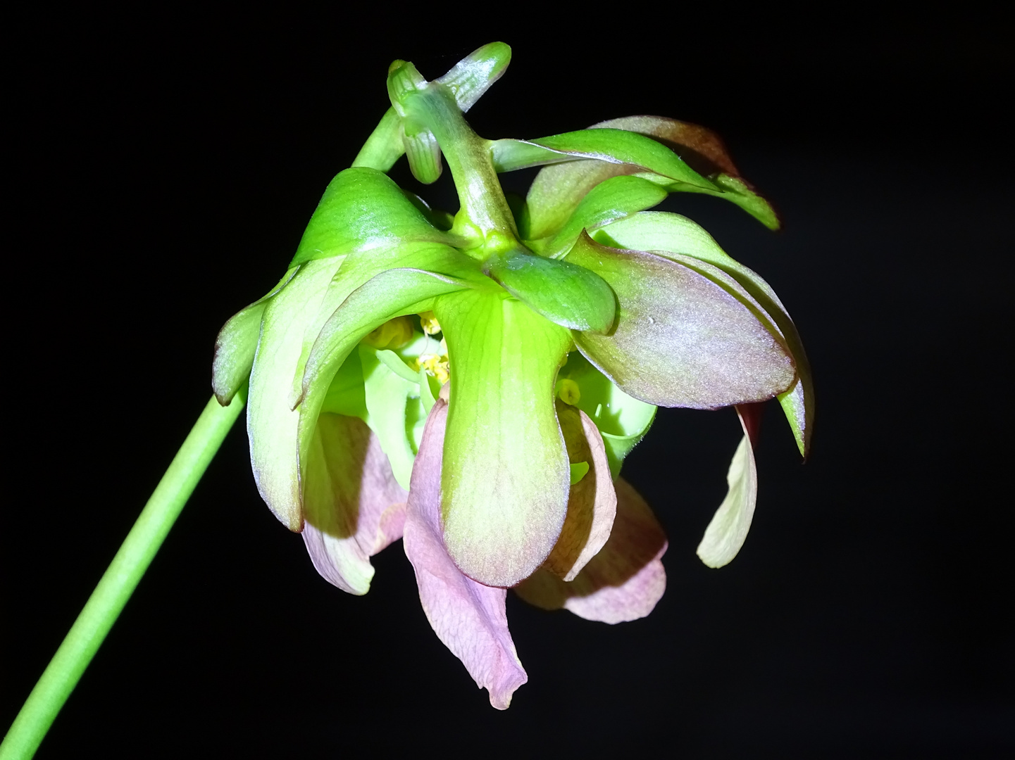 Sarracenia purpurea Blüte Fleischfressende Pflanze