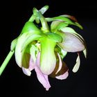 Sarracenia purpurea Blüte Fleischfressende Pflanze