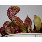 Sarracenia Purpurea