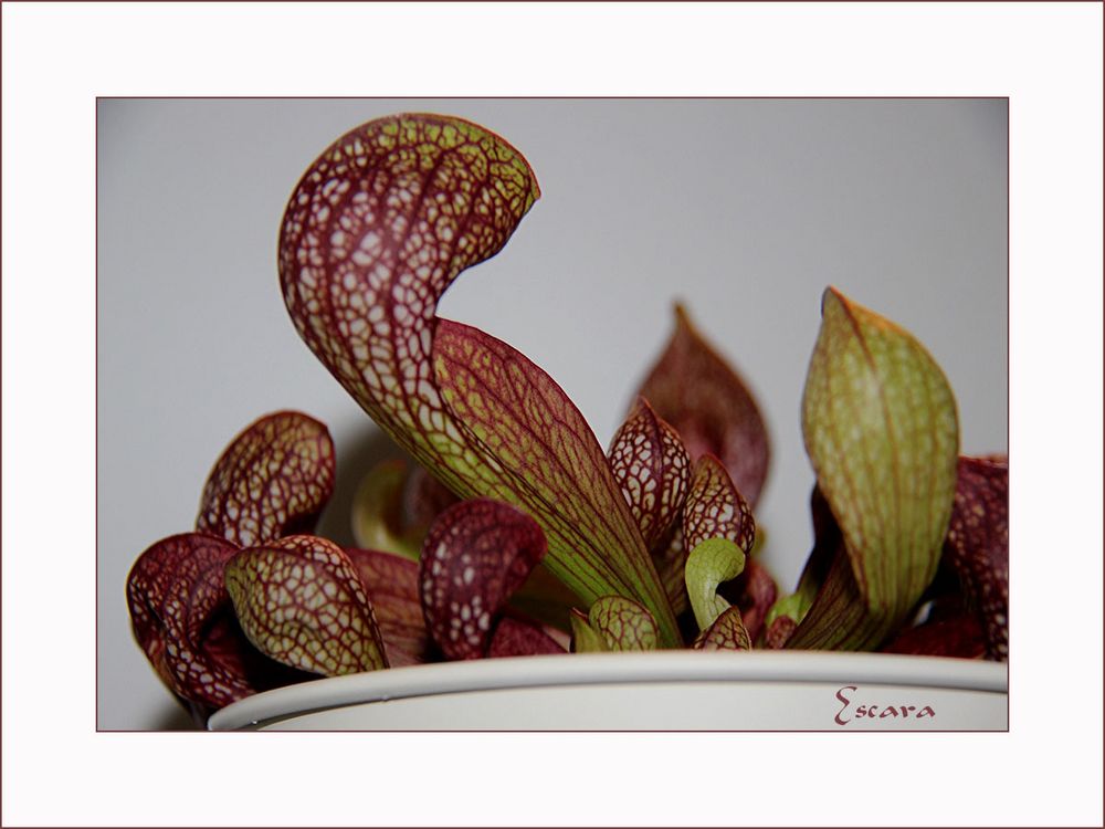 Sarracenia Purpurea