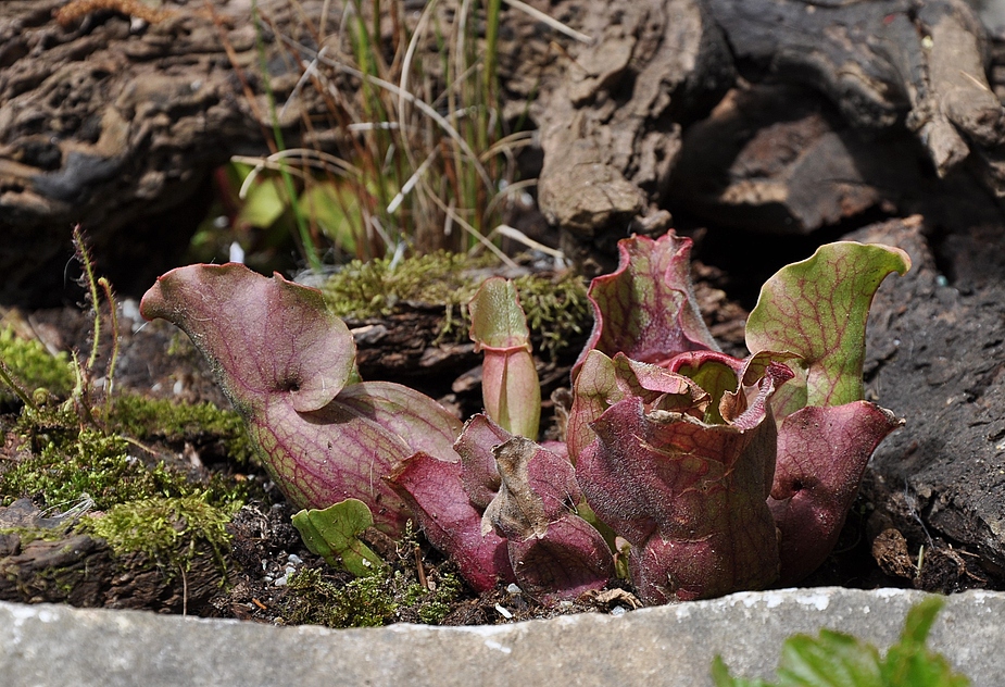 Sarracenia purpurea...