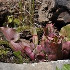 Sarracenia purpurea...