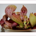 Sarracenia Purpurea II