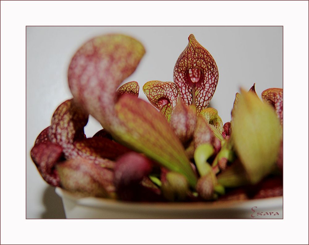 Sarracenia Purpurea II