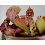 Sarracenia Purpurea II