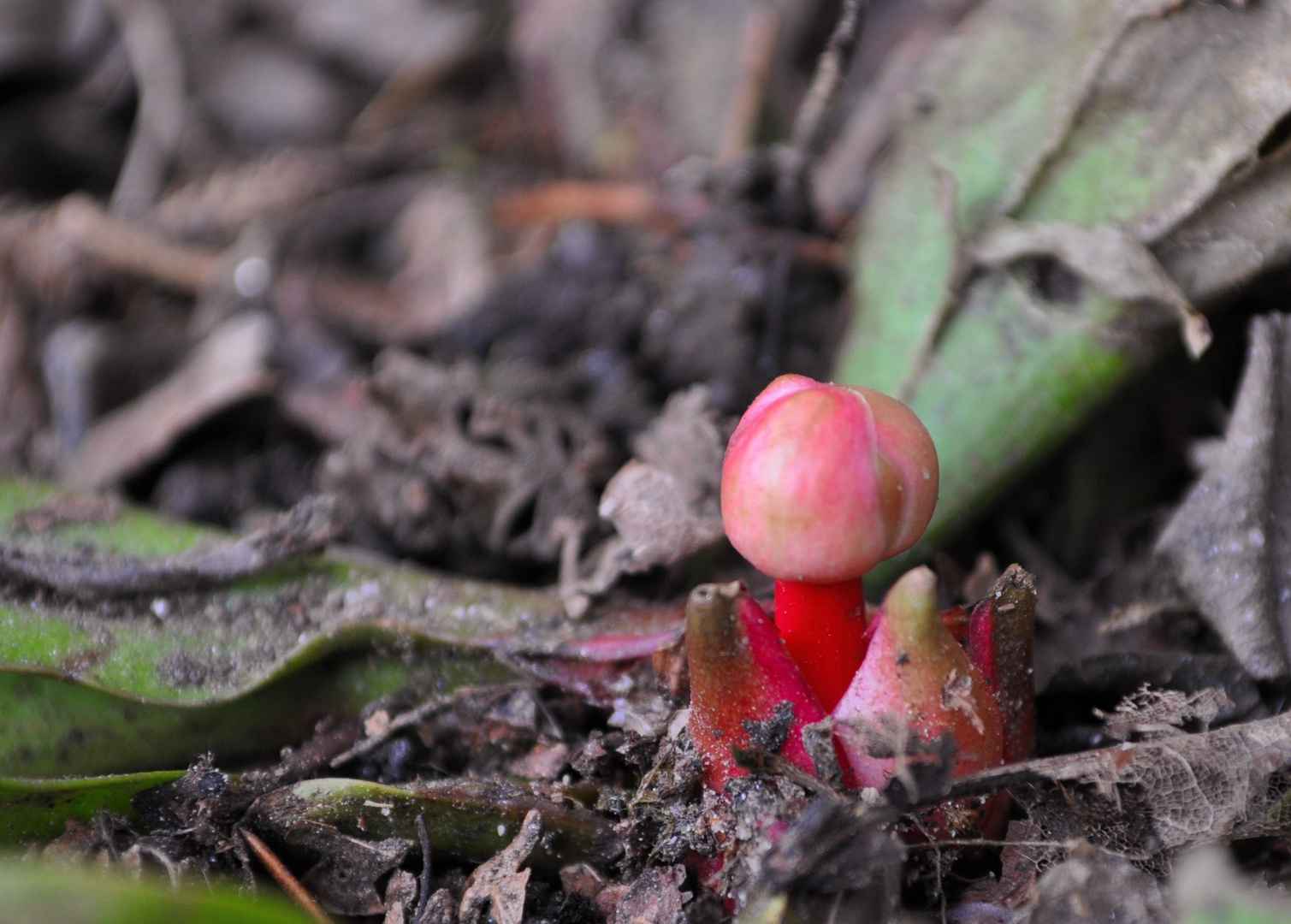 Sarracenia Schlauchpflanze