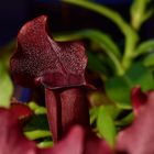 Sarracenia (Schlauchpflanze)