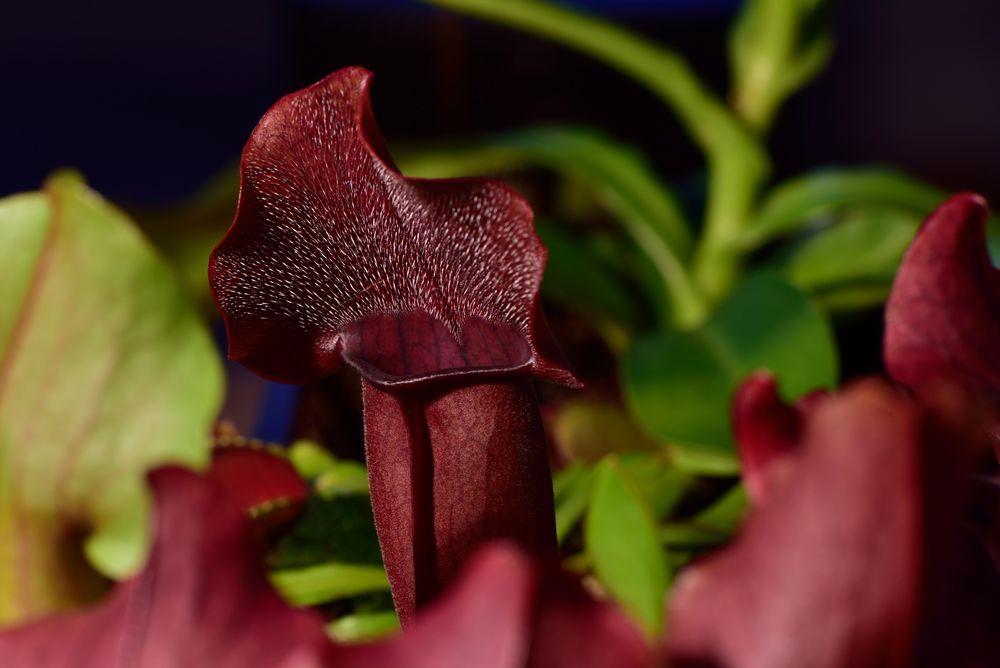 Sarracenia (Schlauchpflanze)